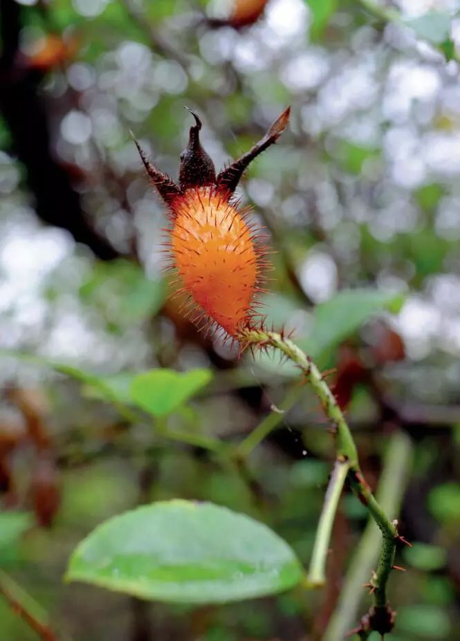 金樱子金樱子如果说马25儿只是形貌平凡一点,那么金樱子这种野果就