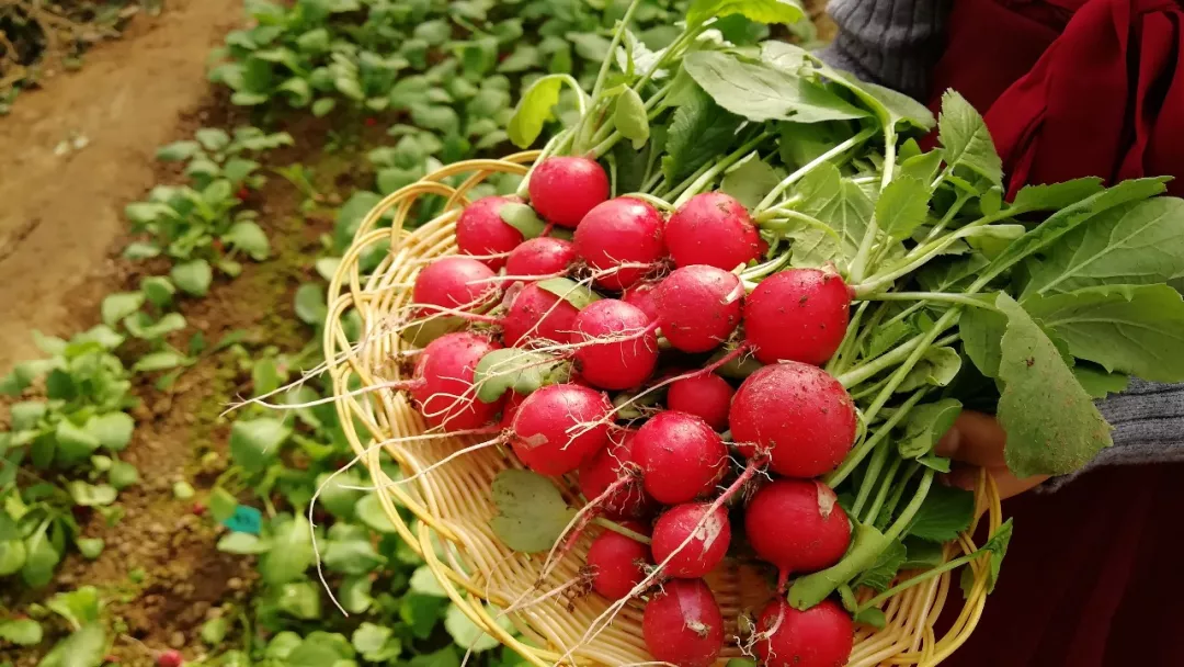 珍珠萝卜种植技巧,适合阳台盆栽,口感非常脆爽,好吃到流眼泪