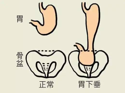 中医角度聊五脏功能,之脾