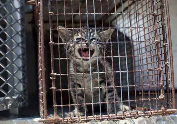 一群男女被关进铁笼,放置街头供人观摩|铁笼|关进|笼子_新浪新闻