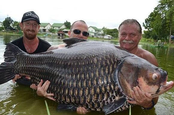 男子捕获重逾100公斤"巨型鲤鱼"打破纪录!大开眼界