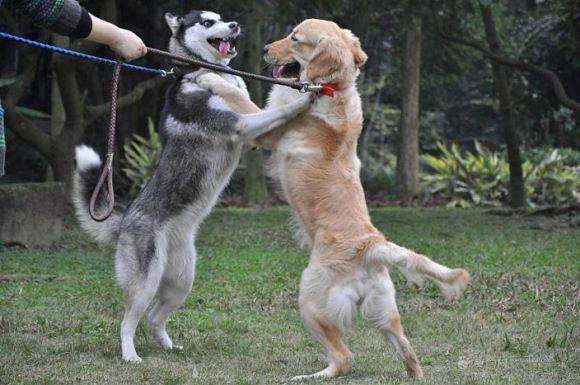 主人突发奇想用金毛和哈士奇配种,结果收获了一份意外!