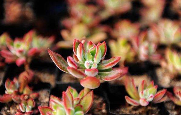 像熊童子,雅乐之舞,金枝玉叶,达摩福娘,小球玫瑰,观音莲,法师,钱串,锦