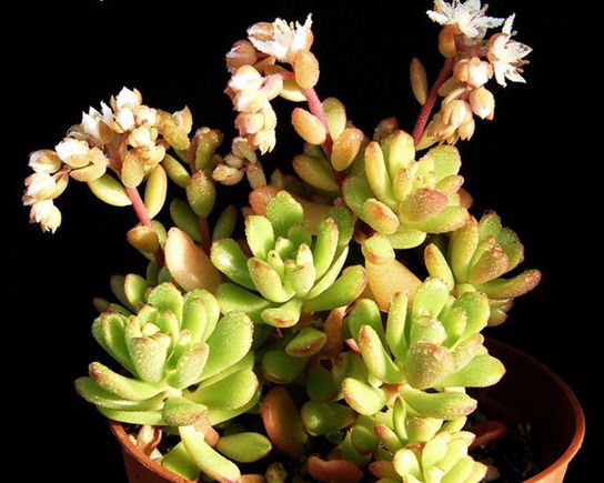 新手养花,不如养观赏精品:塔洛克,星形小花同时开放