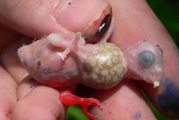 男子野外发现一窝普通鸟蛋,带回家孵化后却被吓得赶快放了生!