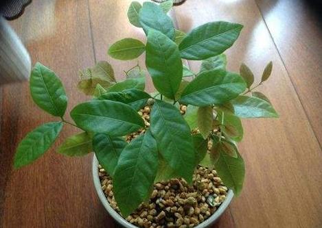 喜欢吃龙眼就居家栽一盆,弄清4个注意事项,年年果实压弯枝头|龙眼树