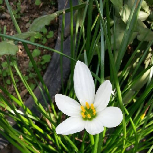 紫根兰一年开几次花,为什么我家的不开花有什么独门秘籍!