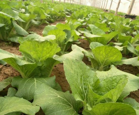 如何让娃娃菜提高产量你需要掌握种植娃娃菜的技巧和田间管理