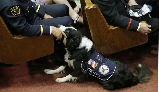 这些品种的狗狗"智勇双全",适合培养成警犬,有你家的吗