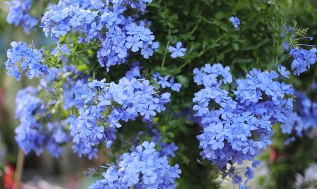 花园中的蓝色精灵蓝雪花,这样养护长势强劲,花开一片片
