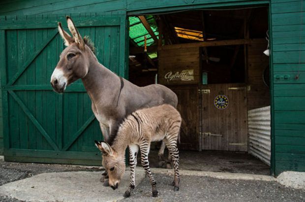 斑马和母驴相爱诞下爱的结晶,新物种呆萌极了