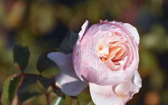 月季萨布丽娜温和的杏粉色,多季节重复开花,花期长