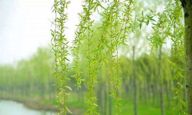 告诉家乡人:农村的柳树芽价值可不小,错过了还要等一年|柳树|农村|芽体_新浪新闻