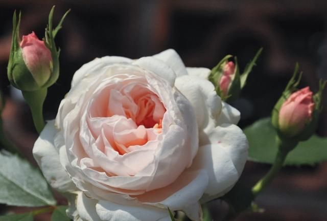 月季萨布丽娜温和的杏粉色,多季节重复开花,花期长