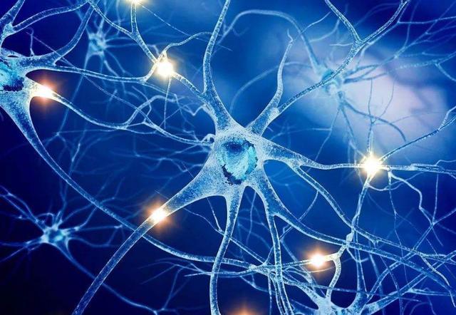 人类|大脑|神经元_新浪新闻