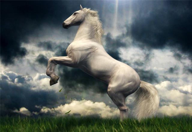 的卢马虽负凶恶之相,防主之名,但其本身终究为千里之驹.