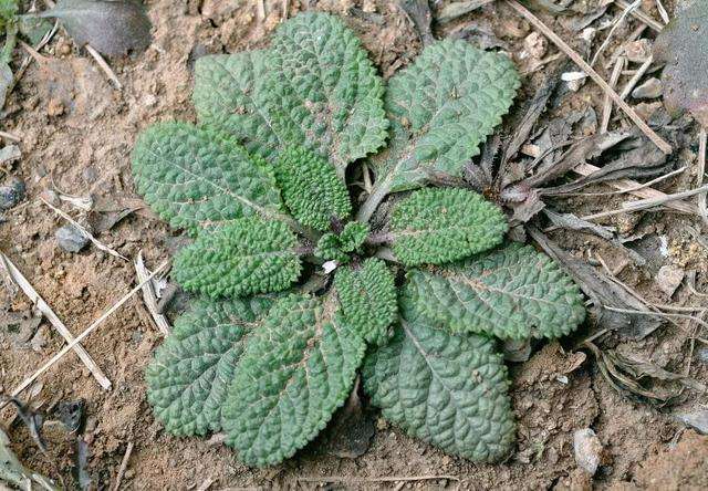 记住这种农村杂草,叶片上全是小疙瘩,号称是农民的"全能草"|新冠肺炎_