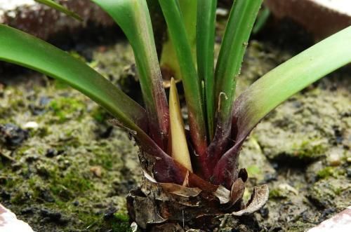 紫根兰一年开几次花为什么我家的不开花有什么独门秘籍