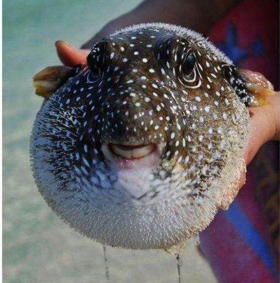 虽然长着一张人脸,但因为太丑,也常被人称为世界上最丑的鱼世界上脸最