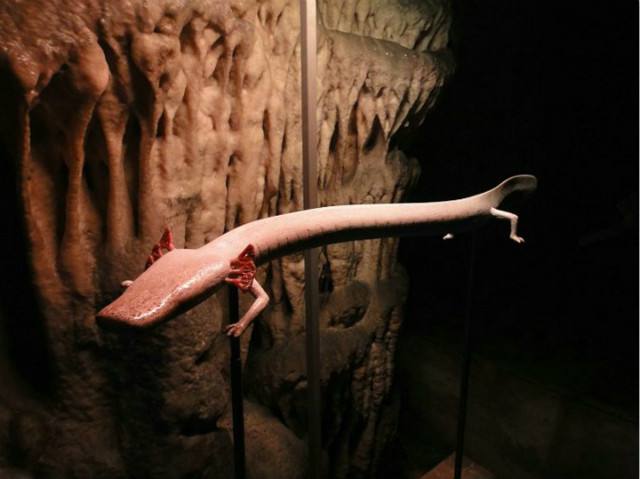 洞螈的生存能力或许并非极限,但是在有限的探索范围里,它们的确为人们