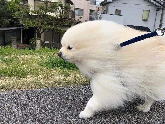刮大风的天气最好不要带比熊出门这只狗子有点怀疑狗生了