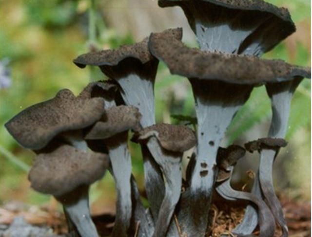 长得就像是一个个喇叭的形状,它就是"灰喇叭菌",有些地方还叫它们喇叭