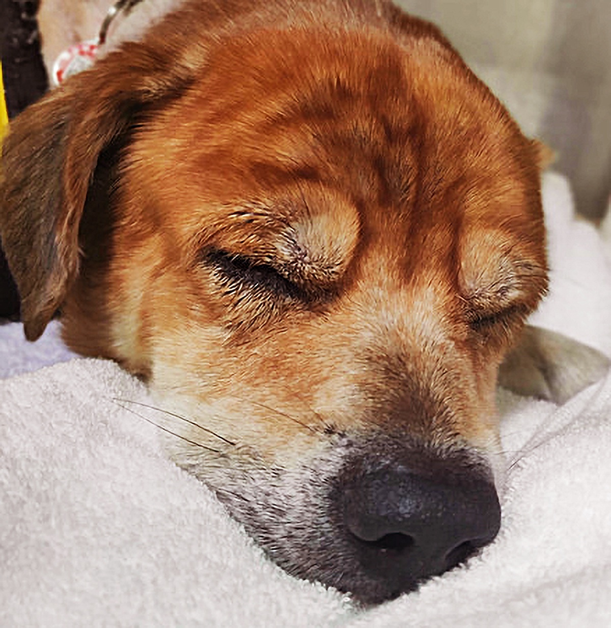 狗狗身患重病老人只能带它去安乐它最后一个举动让众人泪奔