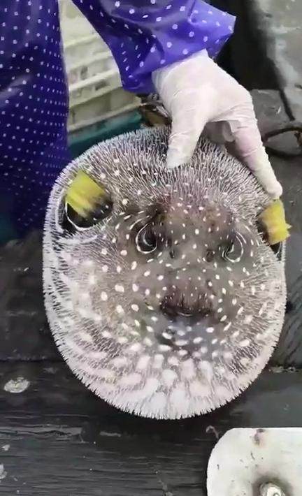 在海里捉到了一条长着人脸的怪鱼,碰一下它变得和篮球那么大!