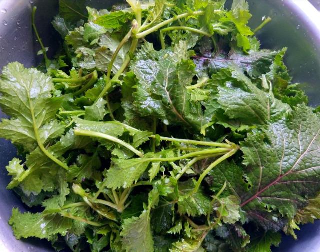 腊菜|腌菜|炒饭_新浪新闻