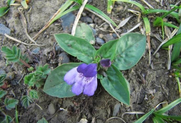 它被藏人称之为"神草",能清肺能排毒,倘若遇见,请勿错过!