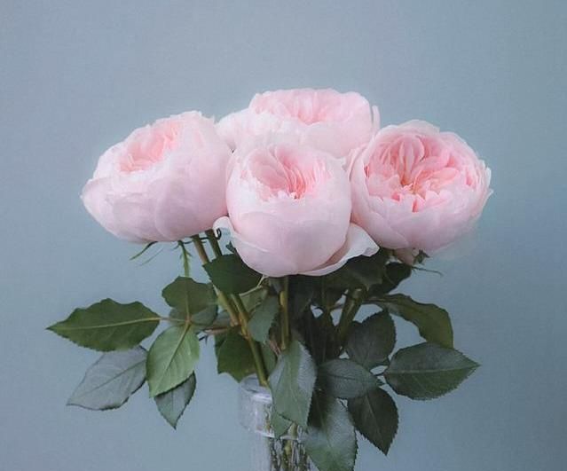 月季萨布丽娜温和的杏粉色,多季节重复开花,花期长