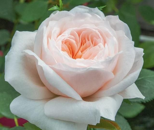 月季萨布丽娜温和的杏粉色,多季节重复开花,花期长