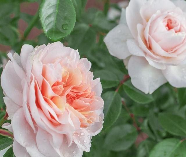 月季萨布丽娜温和的杏粉色,多季节重复开花,花期长