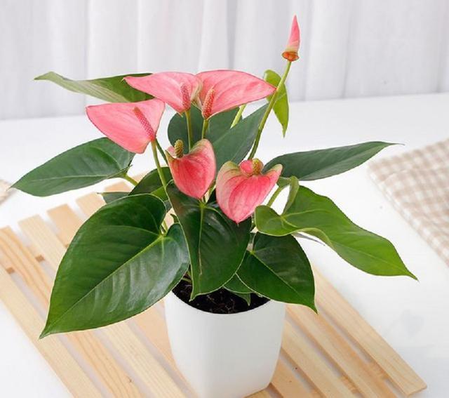 红掌花形独特,花色艳丽,掌握家庭养护技巧,轻松开满盆