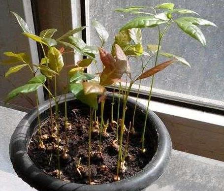 喜欢吃龙眼就居家栽一盆,弄清4个注意事项,年年果实压弯枝头