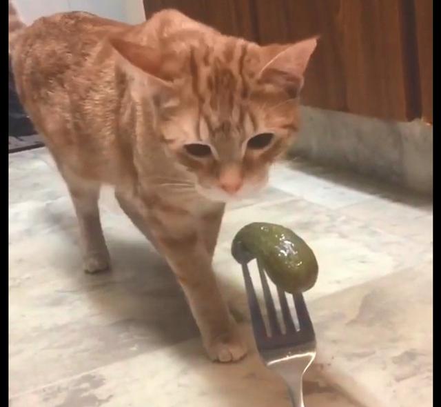 主人把酸黄瓜递到猫面前它闻了闻后就做出呕吐的动作猫啥啊