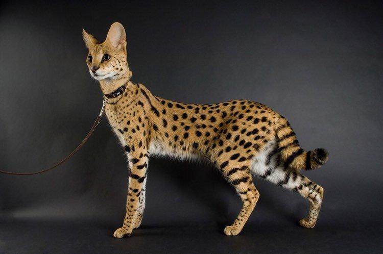 世界上最帅的猫咪一双长腿被人们称为长腿欧巴