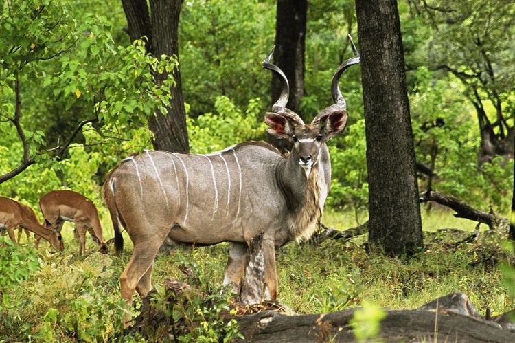 世界上最大的羊非洲大羚羊最重可达1吨左右