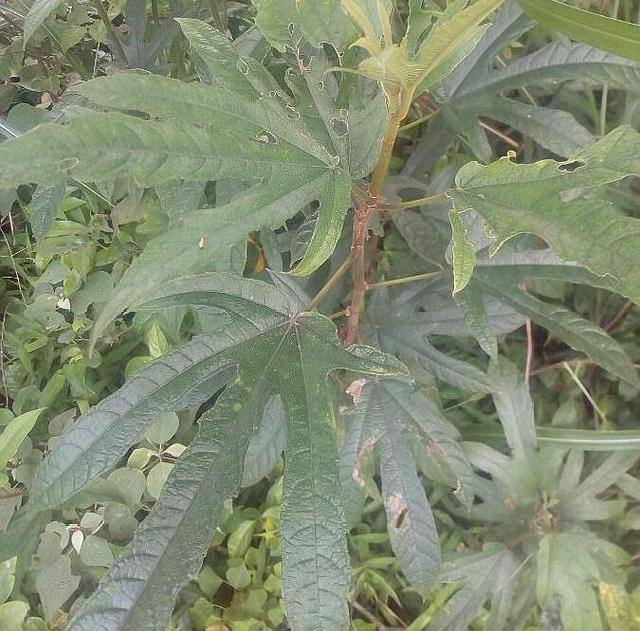 这植物人称"五爪龙",看着不起眼,用处却不少,可惜不多见了