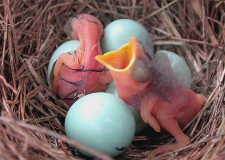 男子野外发现一窝普通鸟蛋,带回家孵化后却被吓得赶快放了生