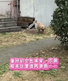 约小姐姐出来玩的流浪泰迪，终于要和小姐姐在一起了|小姐姐|泰迪|迪迪_新浪新闻