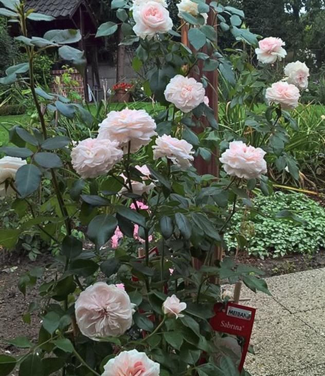 月季萨布丽娜温和的杏粉色,多季节重复开花,花期长