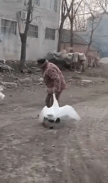 老大爷不偏信:你大爷永远是你大爷|老大爷|大爷|大白鹅_新浪新闻