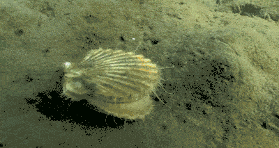 堪称海中的"天然味精",它不仅鲜,还能让扇贝跑路