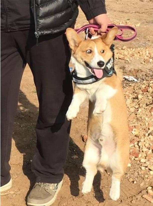 一只不想回家的狗,你们会怎么处理?