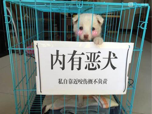 说好的"内有恶犬"呢?这明明就是萌犬,不要骗我读书少