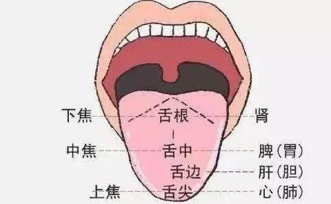 舌诊怎么看,看下脏腑衰退和脾肾阳虚的舌头_新浪新闻