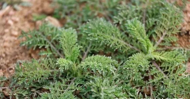 不同地区叫法有一定差别,有些地方还称作"大蒜芥","米米蒿"等