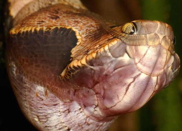 小伙在野外,发现树上有一个蛇头,走进一看,觉得有些不对劲