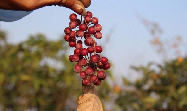 野外一种野草叫"金刚藤",叶片不规则有个性,结了红果子真好看